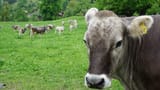 «Das sollte auf jedem Bauernhof eingeführt werden!» (Artikel enthält Audio)