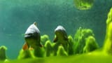 Video «Fische: Gifte im Wasser (3/6)» abspielen