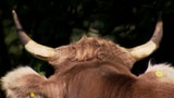 Video «Vom Kuh sein» abspielen