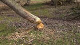 Video «Biber zwischen gut und böse: Holzfäller am Fluss (3/6)» abspielen