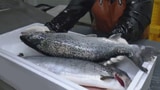 Bestnoten für Schweizer Lachs aus dem Misox  (Artikel enthält Video)
