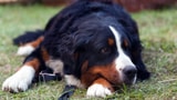 «Muss der Vermieter einen Nachmieter mit Hund akzeptieren?» (Artikel enthält Audio)