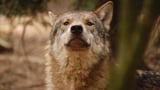 Video «Wolf und Bär: Risse im Land» abspielen