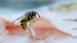 Mit der «Baumstamm-Methode» gegen Wespen (Artikel enthält Audio)