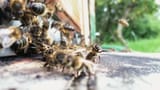 Video «Die Frage der Bienen» abspielen