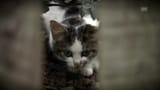 Die wilden Katzen kommen (Artikel enthält Video)