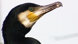 Video «Kormorane: Viel Geschrei um schwarze Vögel» abspielen