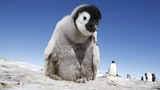 Video «Pinguine hautnah – Erste Schritte» abspielen