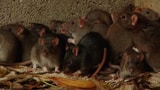 Video «Tiere, die Geschichte schrieben: Krankheiten (5/6)» abspielen
