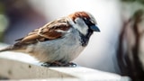 Dürfen Vermieter verbieten, Vögel zu füttern? (Artikel enthält Audio)