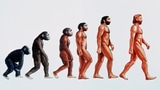 Darstellung der Evolution. Entwicklung vom Affe zum aufrecht gehenden Menschen.