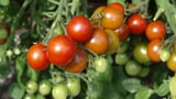 Tomaten: Zu früh gepflückt (Artikel enthält Video)