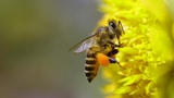 Gutes Jahr für Aargauer Bienen (Artikel enthält Audio)