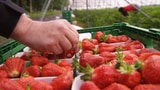 Schweizer Bauern zahlen Erdbeer-Pflückern Hungerlöhne (Artikel enthält Video)