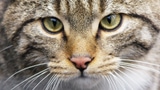 Video «Wildkatzen - eine haarige Geschichte - 07.01.2010» abspielen