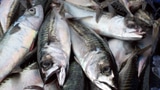 MSC zieht Zertifikate bei Sardinen und Makrelen zurück (Artikel enthält Audio)