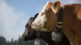 «Die Würde der Kuh hängt nicht allein am Horn» (Artikel enthält Audio)