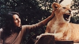Vera Dillier: «Ich habe schon einem Löwen den Bauch gekrault»
