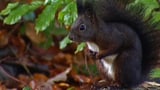 Video «Kampf ums Eichhörnchen» abspielen