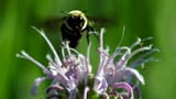 Wo fressen Bienen am liebsten?