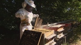 Video «Pestizide – unheimlich wirksam: Das Leiden der Bienen (2/3)» abspielen