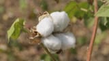 Genmanipuliertes Saatgut dominiert den Baumwolle-Anbau (Artikel enthält Video)