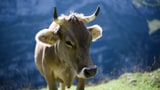 Kühe würden Hörner tragen (Artikel enthält Audio)