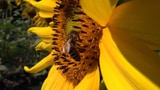 Video «Bienen: Gärten mit und ohne Gift (3/3)» abspielen