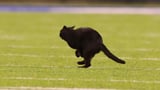Schwarze Katze bringt Giants Unglück