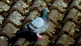 Nagelbrett und Netz gegen Tauben (Artikel enthält Audio)