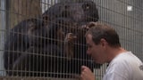 Menschenaffen: Auf Besuch im Zoo (Artikel enthält Video)