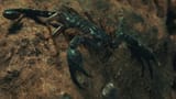 Video «Super Bio Hero: Skorpion (Folge 2)» abspielen