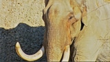 Video «Was uns Elefanten sagen» abspielen