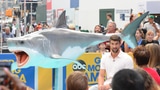 Wer ist schneller: Michael Phelps oder ein Hai?