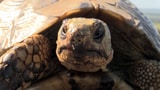Video «Schildkröten - der Charme des Alters» abspielen