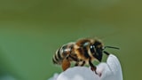Video «Super Bio Hero – Biene und Schmetterling» abspielen