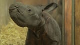 Video «Wir und der Zoo - Eine Zeitreise mit Kathrin Winzenried» abspielen