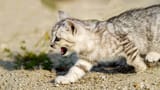 Weshalb vergraben Katzen ihr grosses Geschäft im Sandkasten? (Artikel enthält Audio)