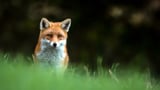 Video «Animalis: Der Fuchs (6/10)» abspielen