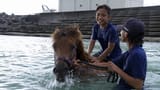 Video «Ich kann das: Urune – Meine Insel, mein Pony (4/15)» abspielen