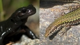 Wie unterscheiden sich Amphibien und Reptilien?