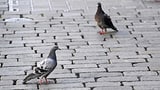Tauben leiden Hunger (Artikel enthält Audio)
