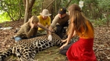 Video «Die Leuzingers im Jaguarland» abspielen