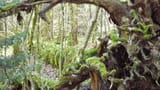 Video «Das Geheimnis der wilden Wälder» abspielen