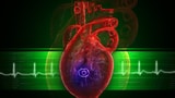 Video «Gebrochenes Herz, dem Lernen auf der Spur, die invasive Aga-Kröte» abspielen