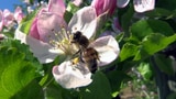 Video «Bienen: Die Frage der Bienen (1/3)» abspielen