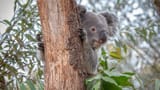 Zweites Koala-Männchen Milo ist gestorben (Artikel enthält Audio)