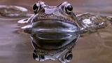 Video «Sei ein Frosch - im Nationalpark!» abspielen