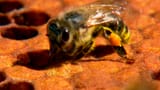 Video «Sind die Bienen noch zu retten?» abspielen