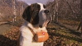 Video ««Einstein»-Spezial: Der Hund – des Menschen bester Freund?» abspielen